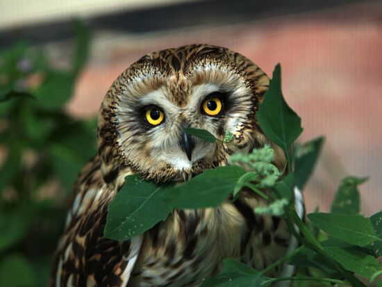 'Sparrows' bird park in Russia's Kaluga Region