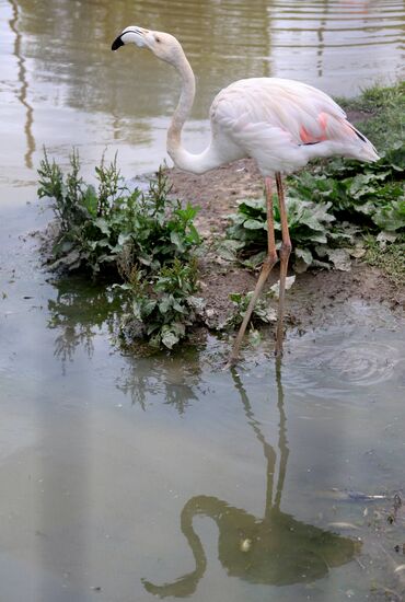 'Sparrows' bird park in Russia's Kaluga Region