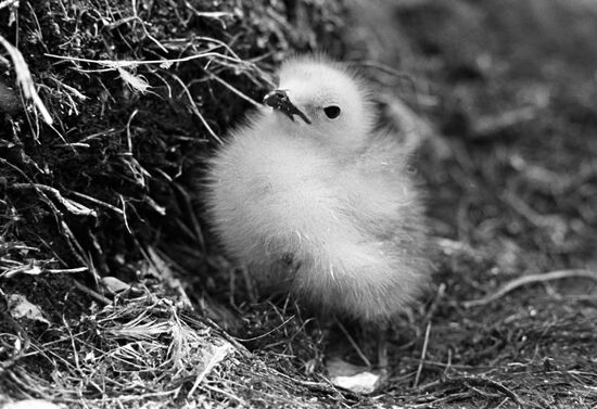 An ivory-gull chick