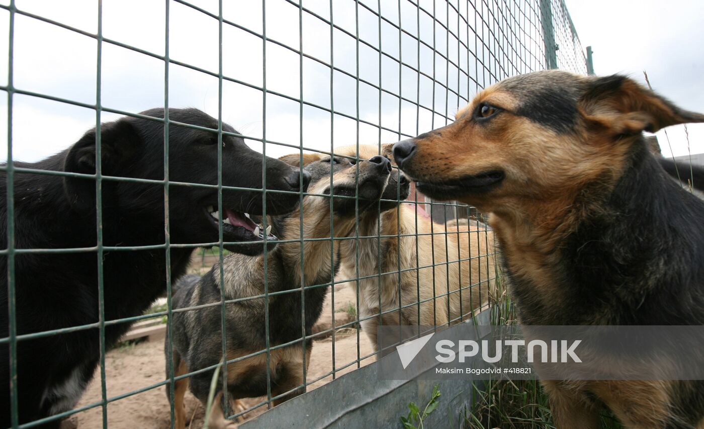 Private dog shelter in Tatarstan