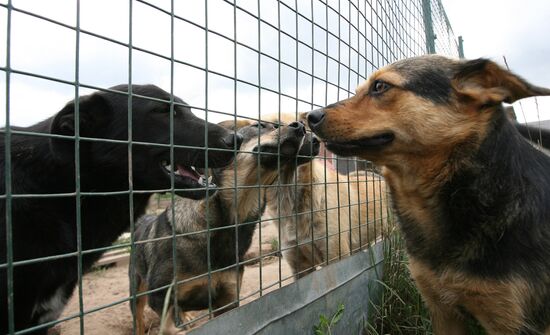 Private dog shelter in Tatarstan