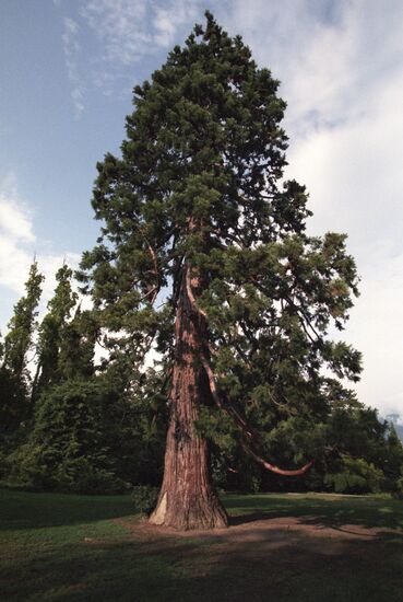 Sequoia in the Livadia Palace garden