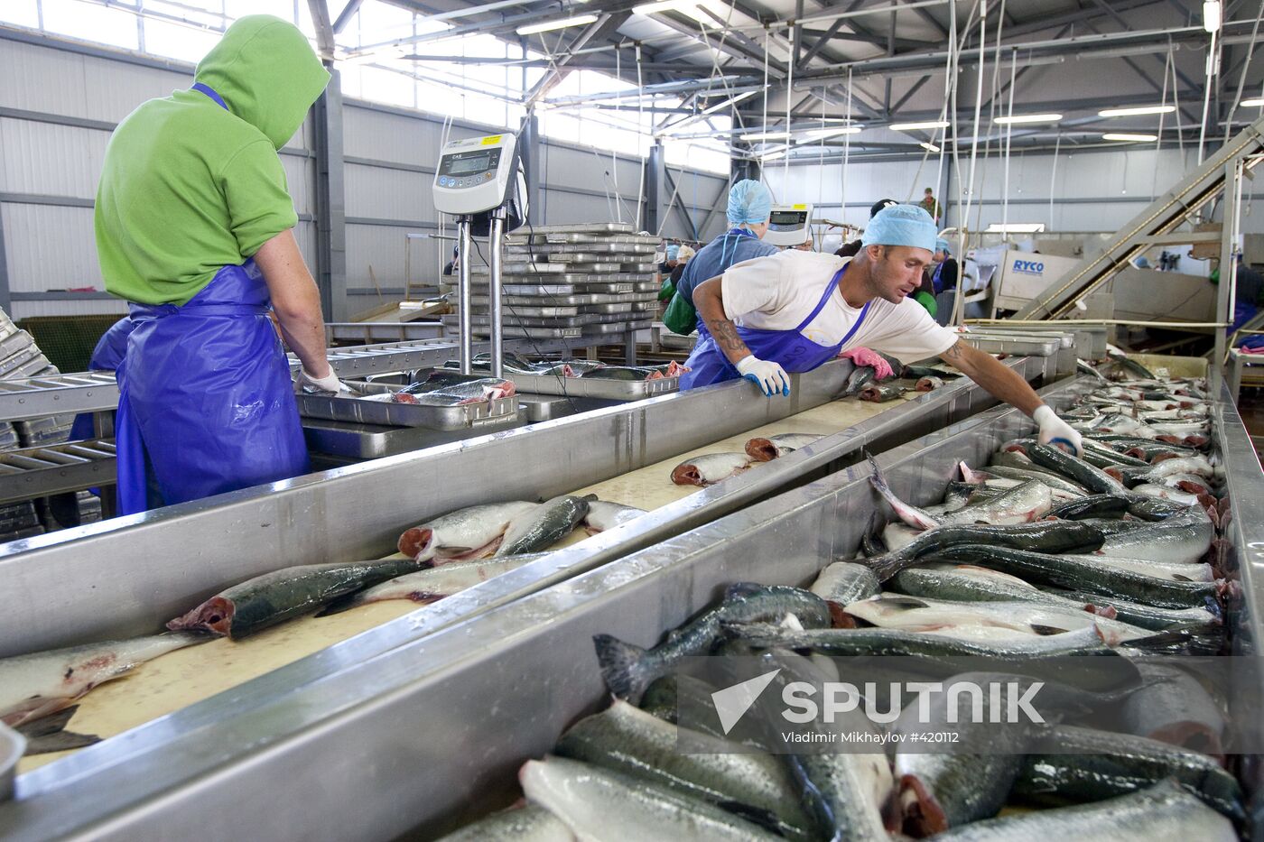 Salmon fishing season on Sakhalin