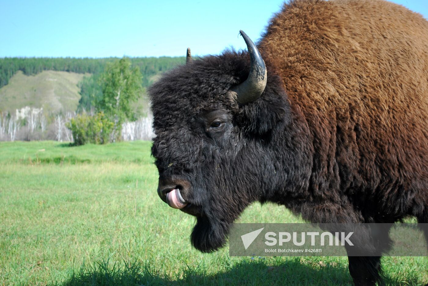 Canadian wood bison at farm in Yakutia
