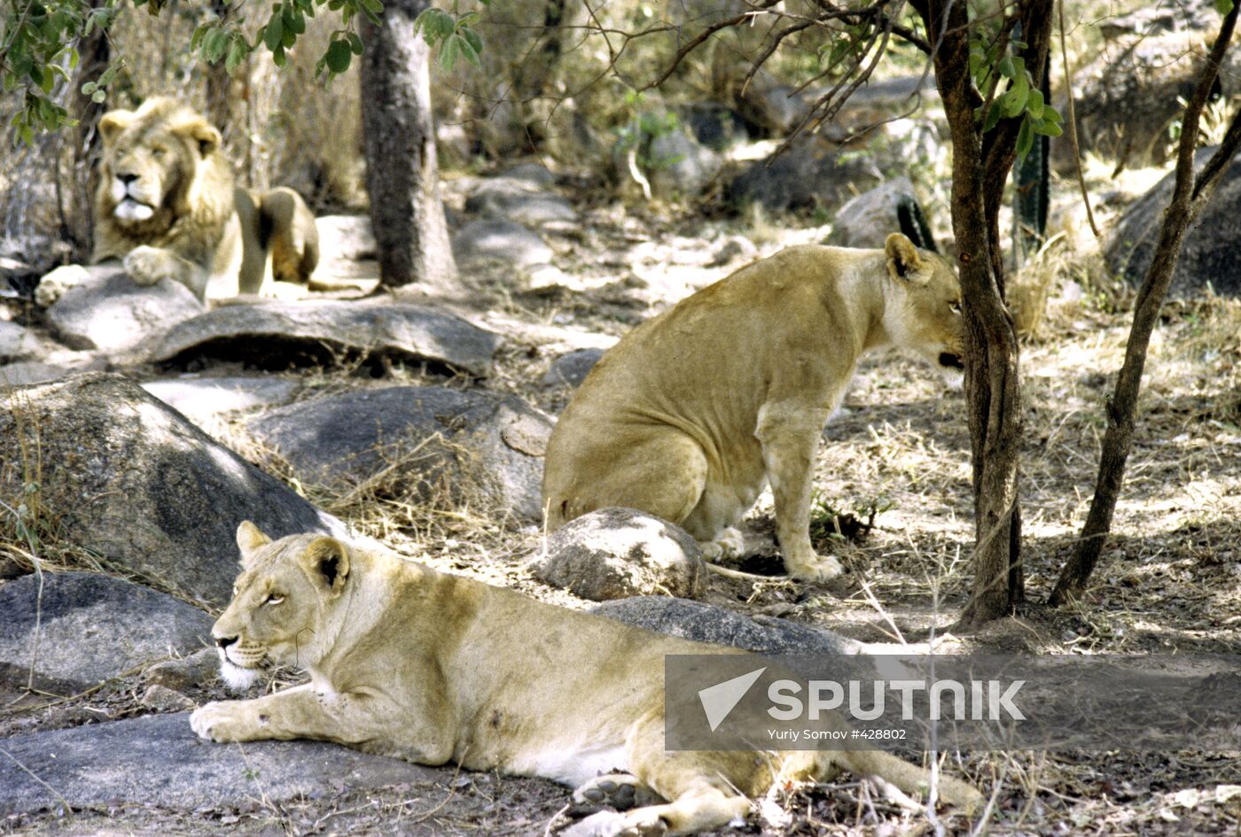 Livingstone Zoological Park
