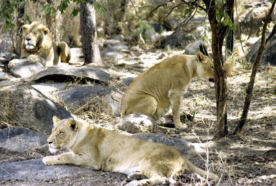 Livingstone Zoological Park