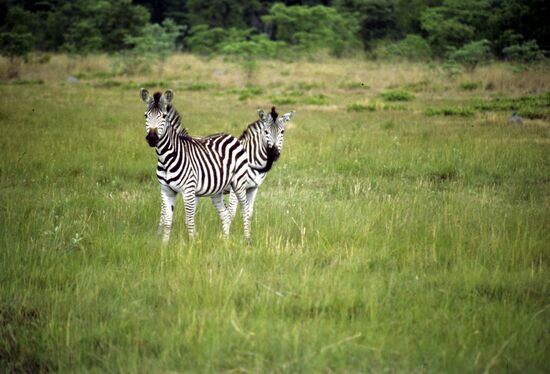 Livingstone zoological park