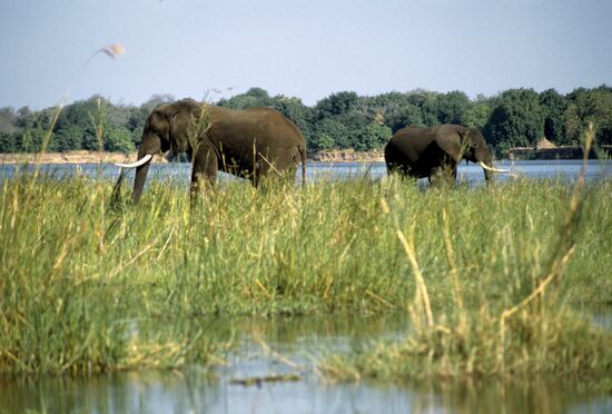 Livingstone Zoological Park