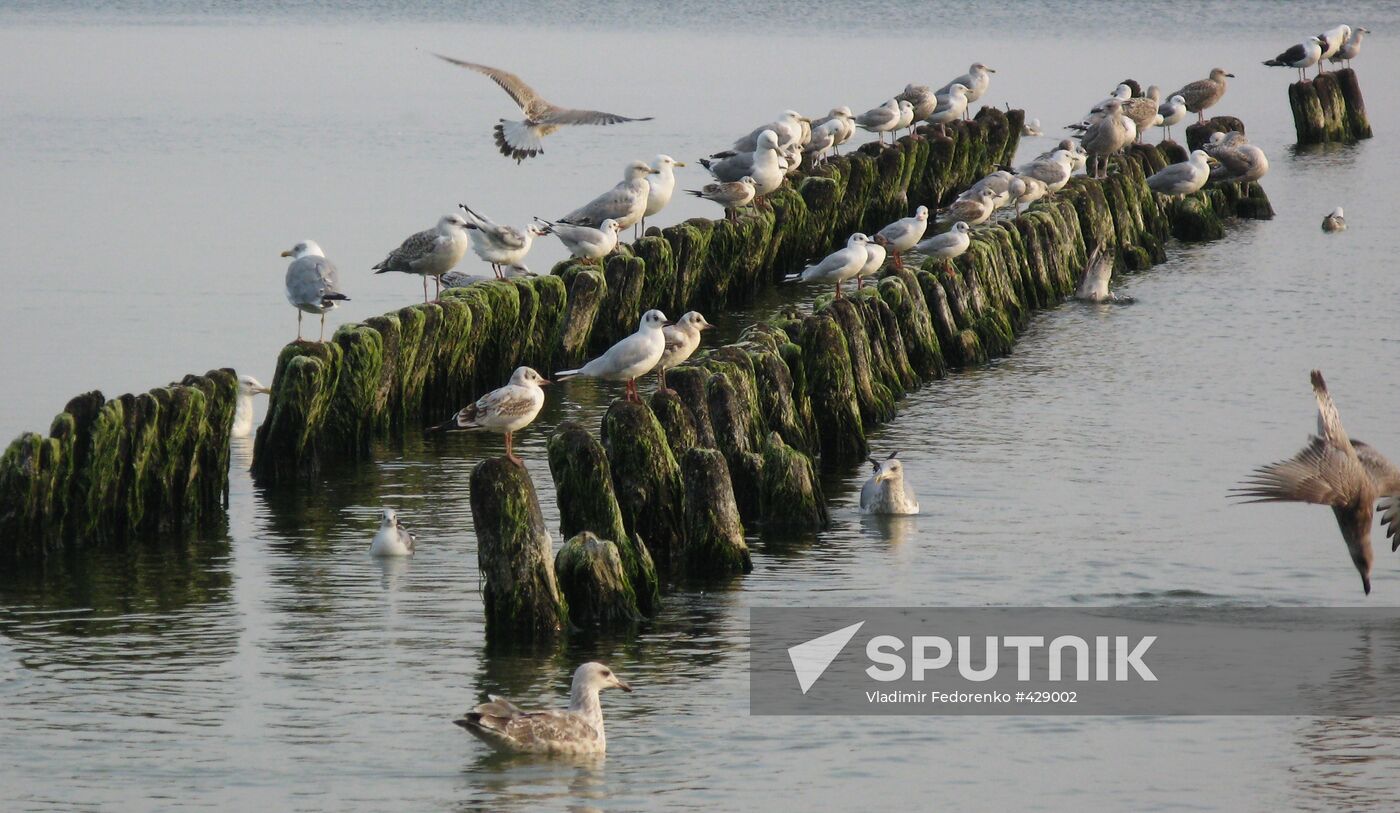 Seagulls on Baltic shore