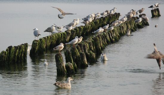Seagulls on Baltic shore