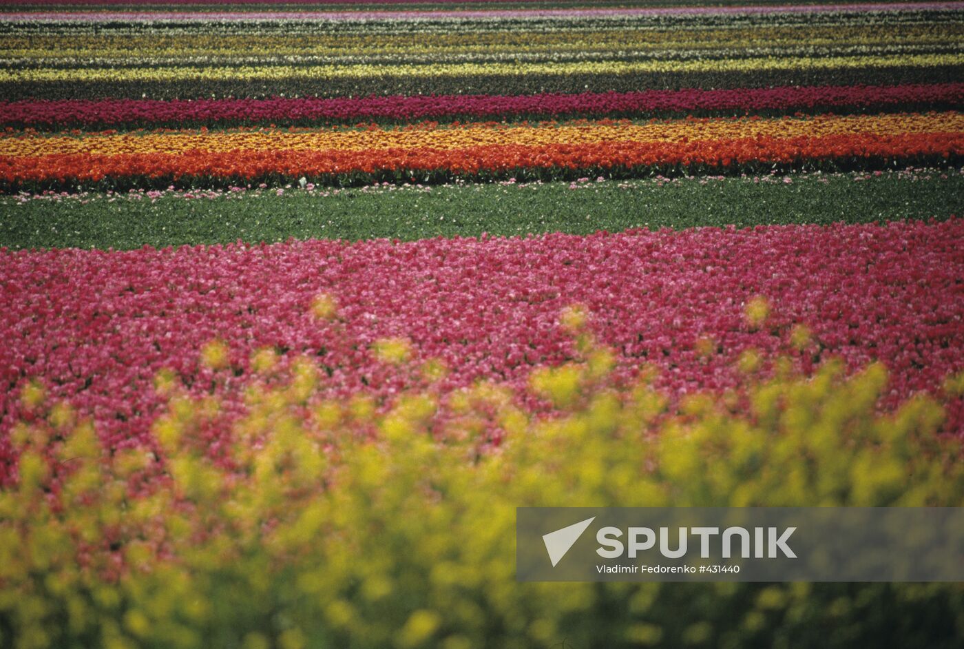 Field of Dutch tulips