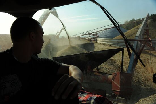 Grain harvesting in Otradaagroinvest, Oryol Region