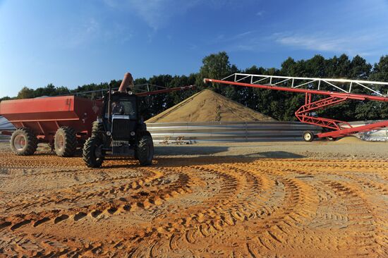 Grain harvesting in Otradaagroinvest, Oryol Region