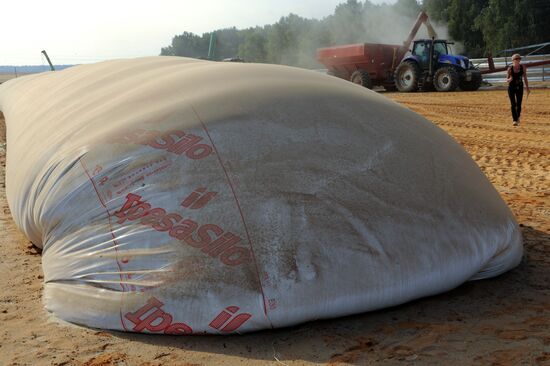 Grain harvesting in Otradaagroinvest, Oryol Region
