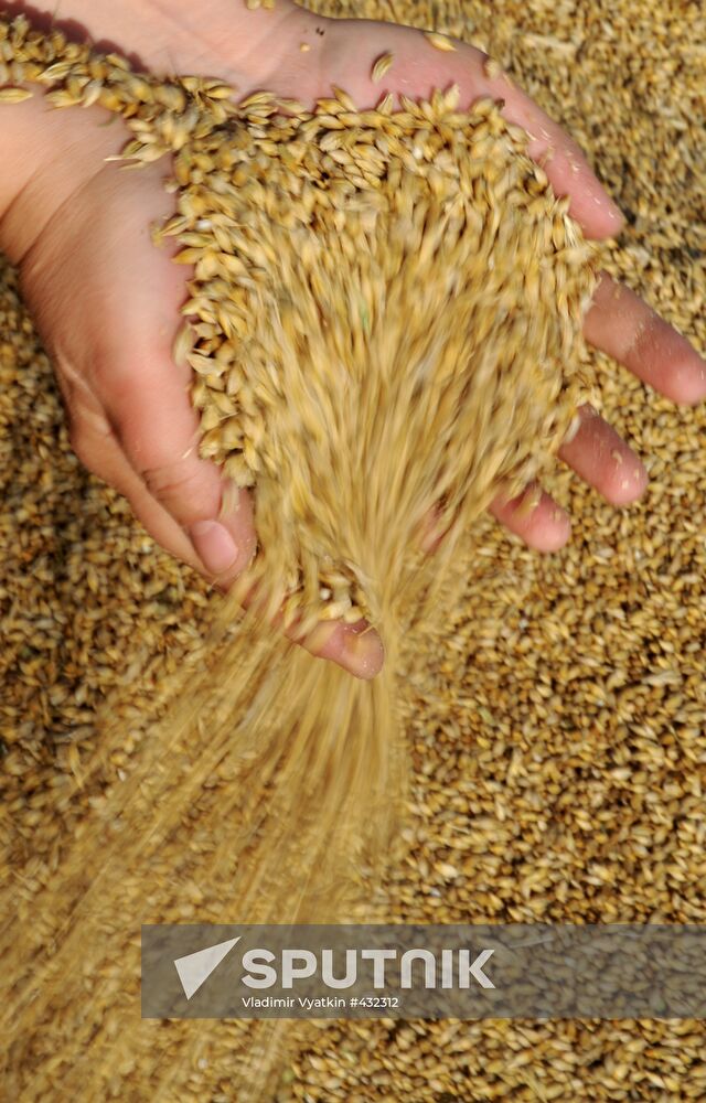 Grain harvesting in Otradaagroinvest, Oryol Region