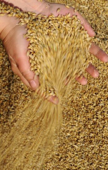 Grain harvesting in Otradaagroinvest, Oryol Region