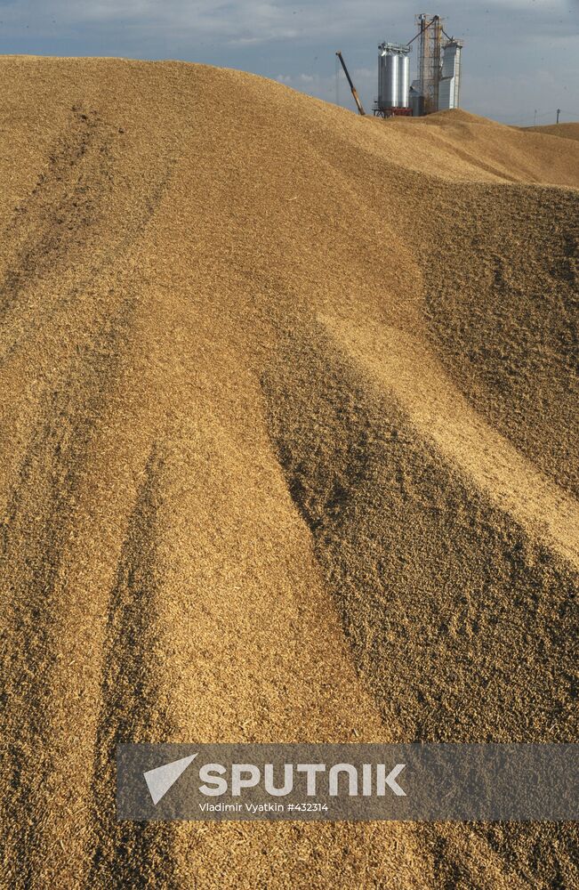 Grain harvesting in Otradaagroinvest, Oryol Region