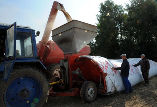 Grain harvesting in Otradaagroinvest, Oryol Region