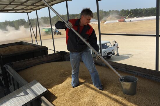 Grain harvesting in Otradaagroinvest, Oryol Region