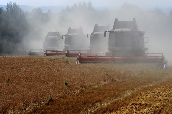 Grain harvesting in Otradaagroinvest, Oryol Region