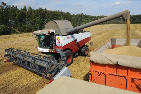 Grain harvesting in Otradaagroinvest, Oryol Region