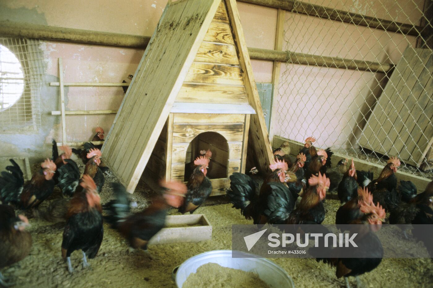 Poultry plant