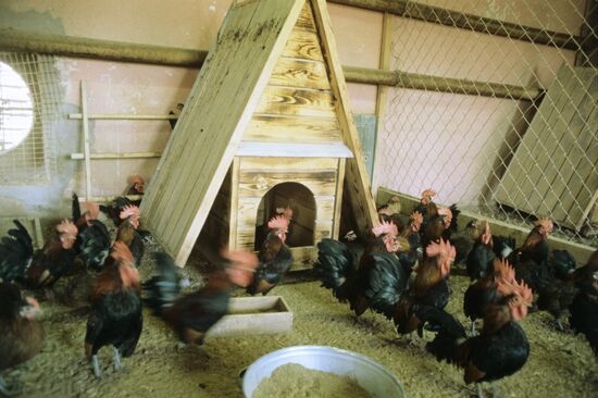 Poultry plant