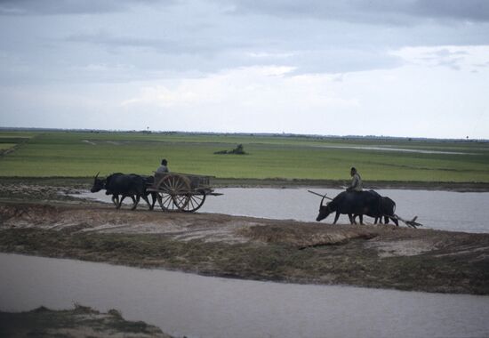 Oxen at peasant field