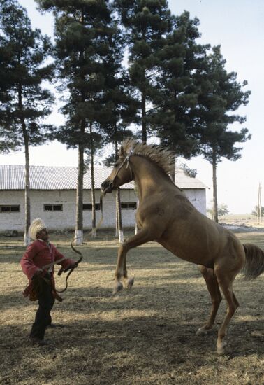 Horse warm-up