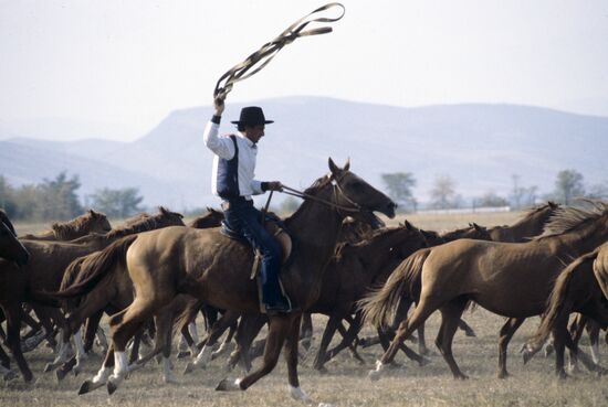 Herd