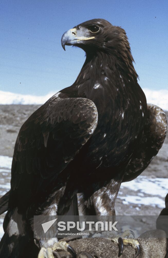 Golden eagle