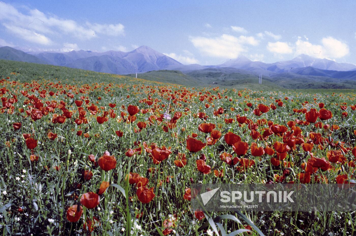 Poppy field