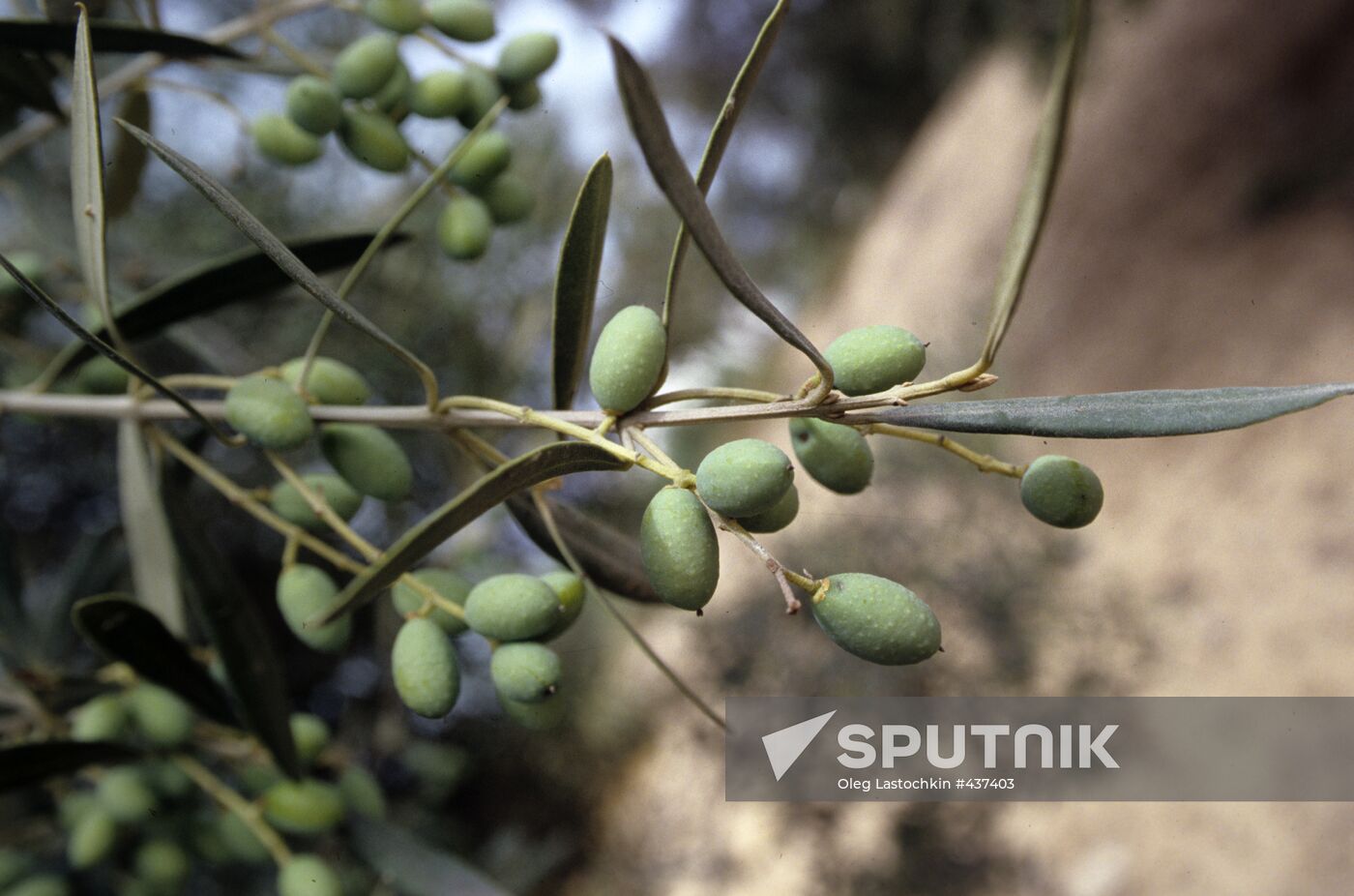 Olive tree fruits