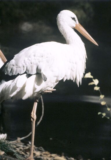 White stork