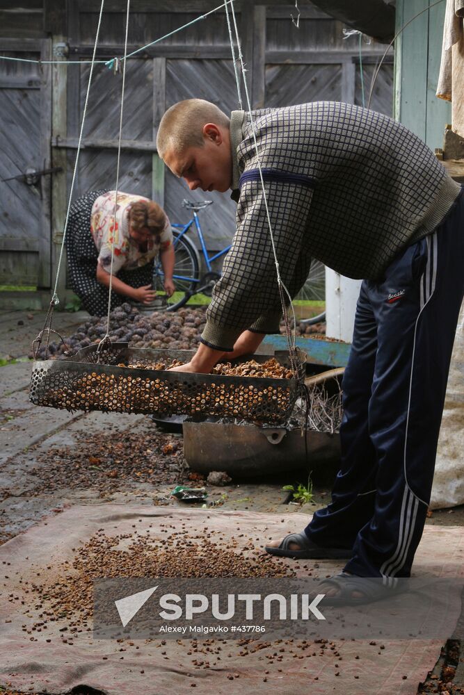 Collecting cedar cones in Omsk Region
