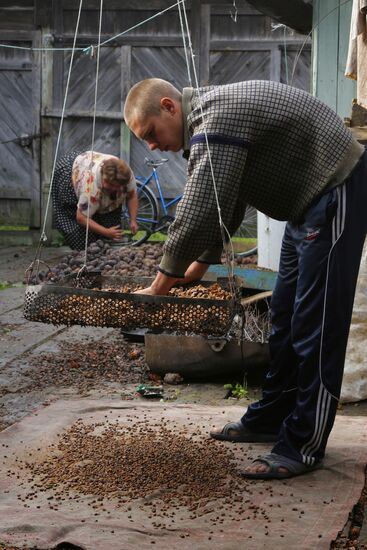 Collecting cedar cones in Omsk Region