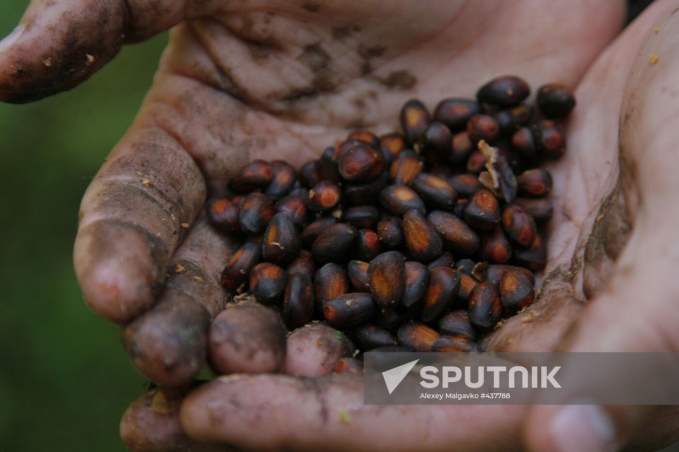 Cedar nuts