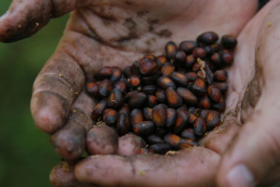 Cedar nuts