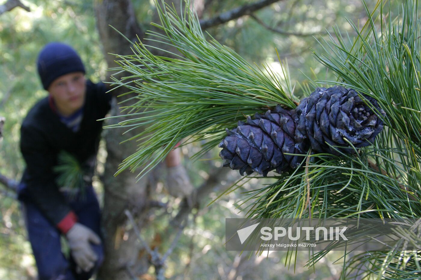 Collecting cedar cones in Omsk Region