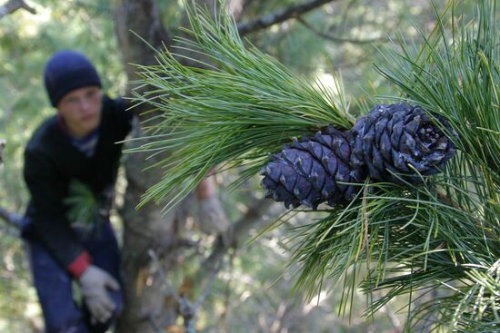 Collecting cedar cones in Omsk Region