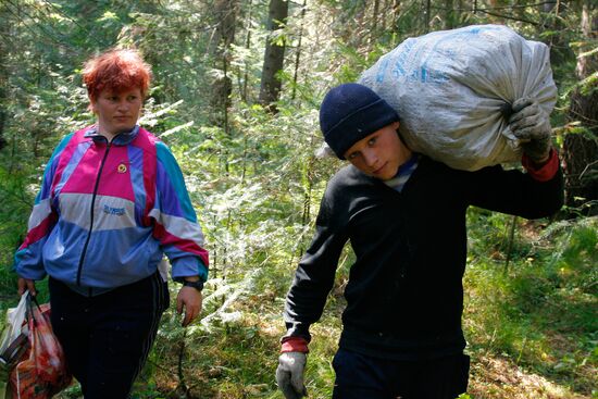 Collecting cedar cones in Omsk Region