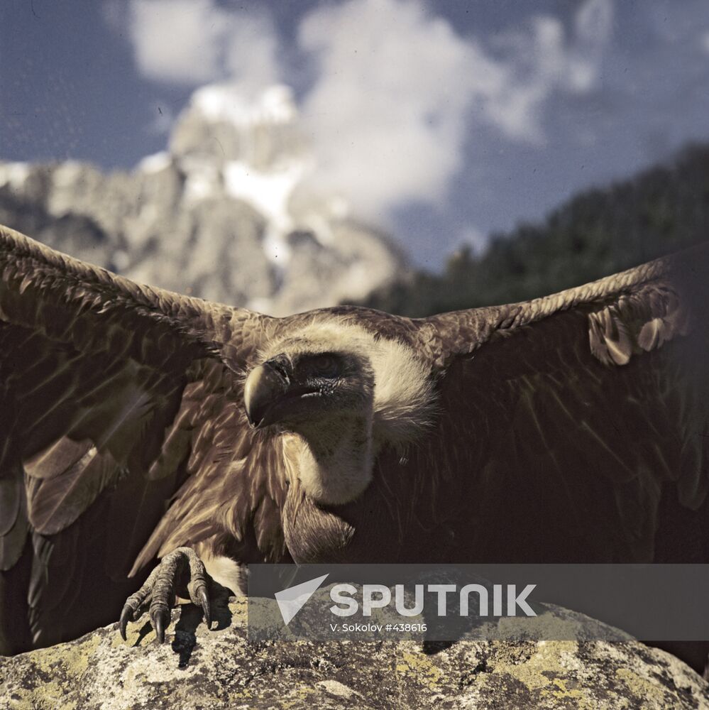 Griffon