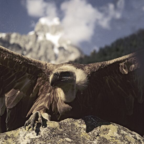 Griffon