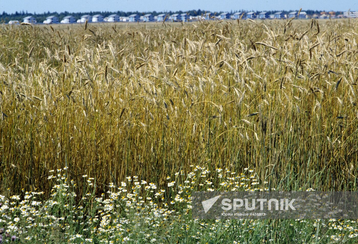 Rye field in settlement Maisky