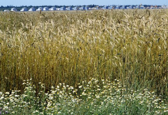 Rye field in settlement Maisky