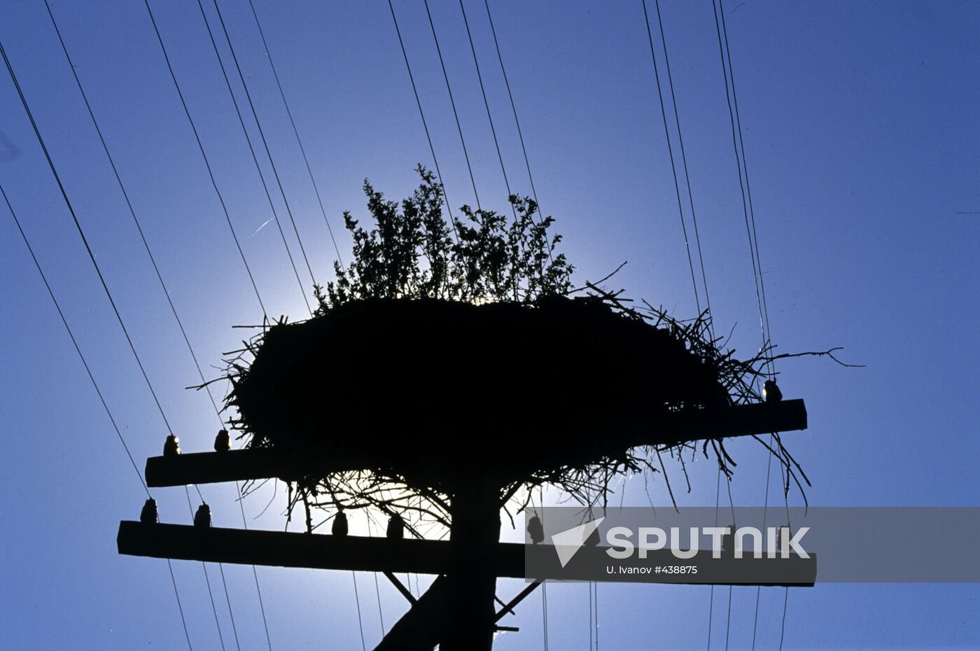 Stork’s nest