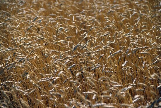 Wheat field