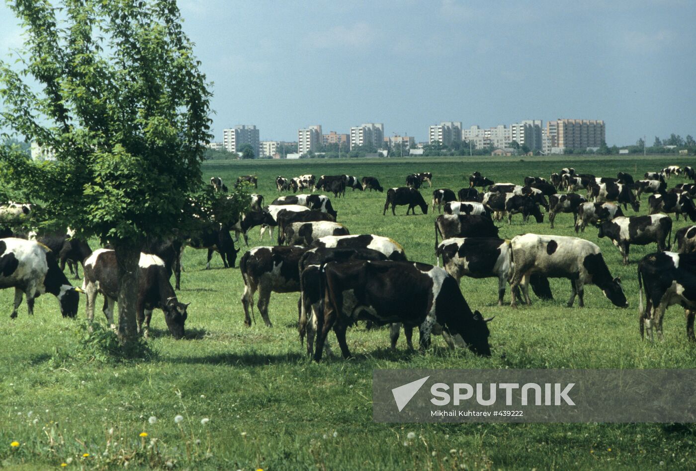Cows in city outskirts