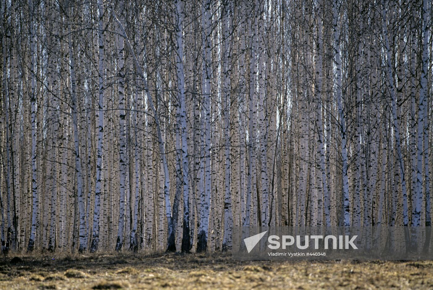 Birch grove