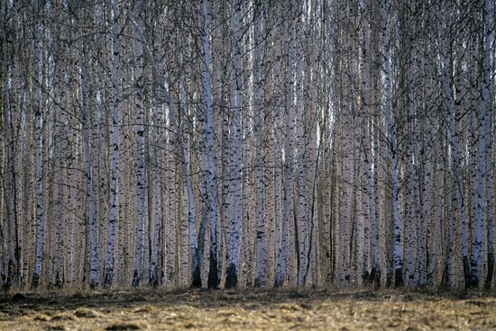 Birch grove